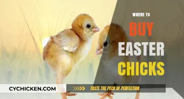 Where to Buy Easter Chicks: Top Sources for Your Spring Celebration