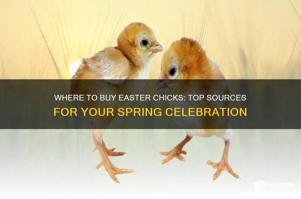 where to buy easter chicks