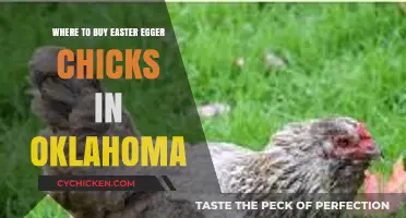Find Easter Egger Chicks in Oklahoma: Top Hatcheries & Tips