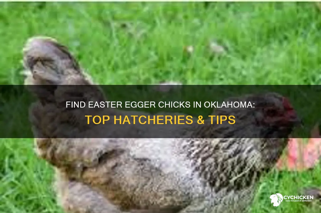 where to buy easter egger chicks in oklahoma