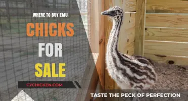 Where to Find Emu Chicks for Sale: A Comprehensive Guide
