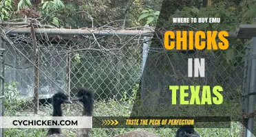 Where to Buy Emu Chicks in Texas: Top Sources and Tips