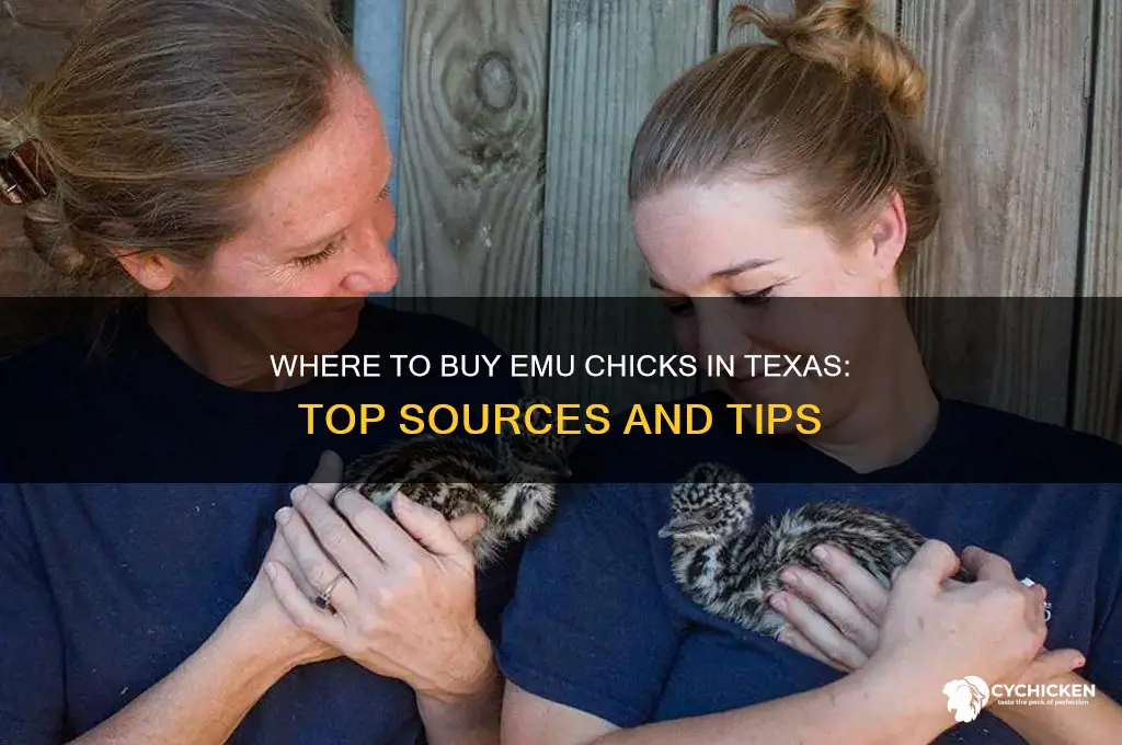 where to buy emu chicks in texas