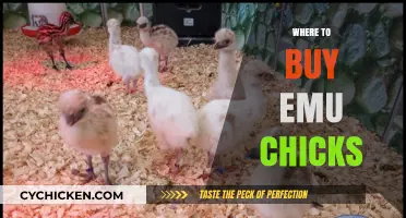 Where to Buy Emu Chicks: Top Sources and Tips for Success