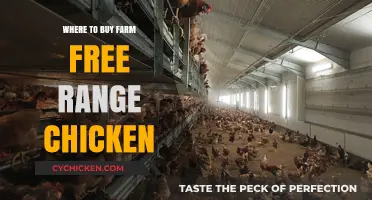 Discover Top Sources for Farm-Fresh Free-Range Chicken Near You