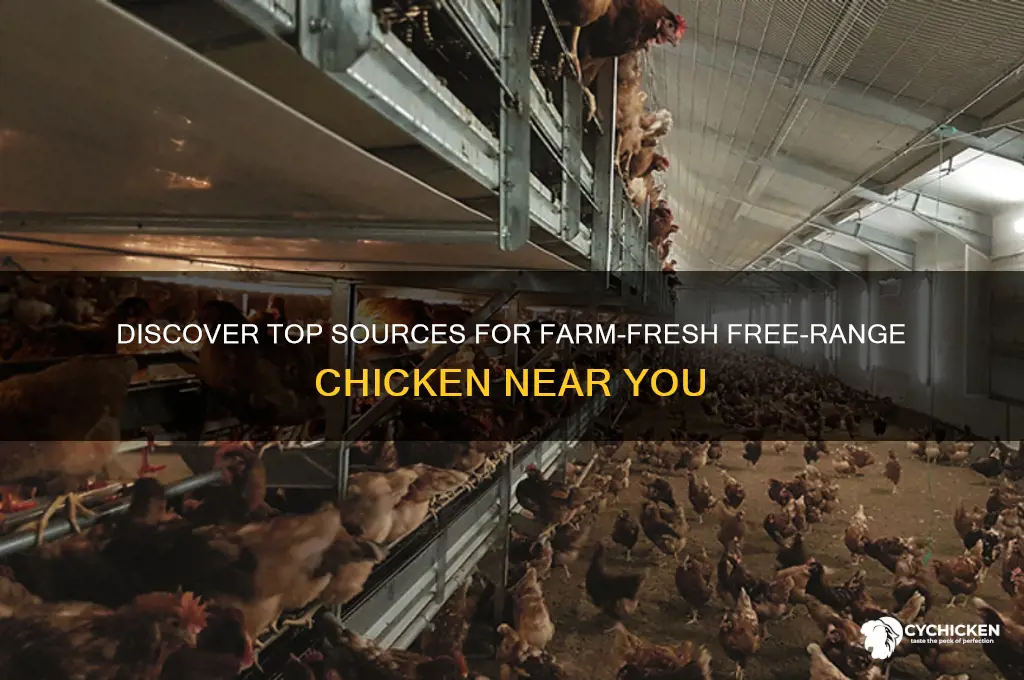 where to buy farm free range chicken