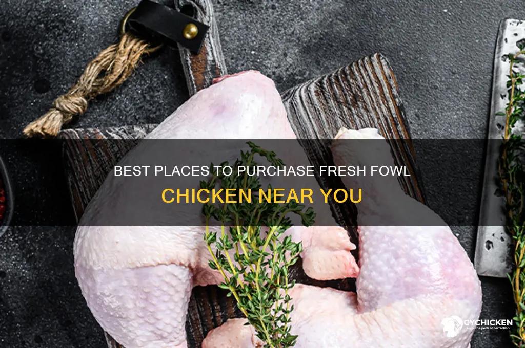 where to buy fowl chicken