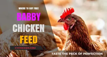 Best Places to Find Free Baby Chicken Feed for Your Flock