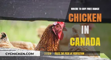 Discover Canada's Best Sources for Free-Range Chicken: A Buyer's Guide
