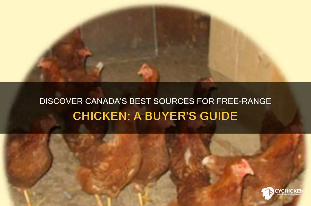 where to buy free range chicken in canada