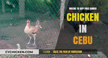 Discover Cebu's Best Spots for Fresh Free-Range Chicken