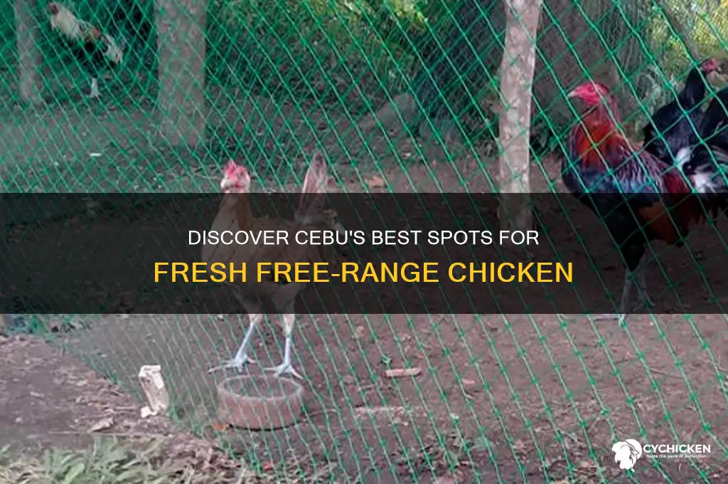 where to buy free range chicken in cebu