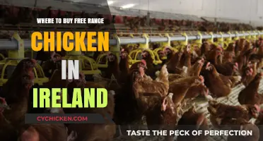 Discover Ireland's Best Sources for Free Range Chicken Today