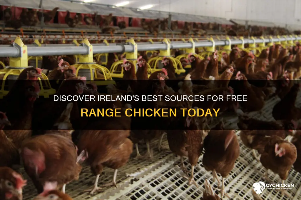 where to buy free range chicken in ireland