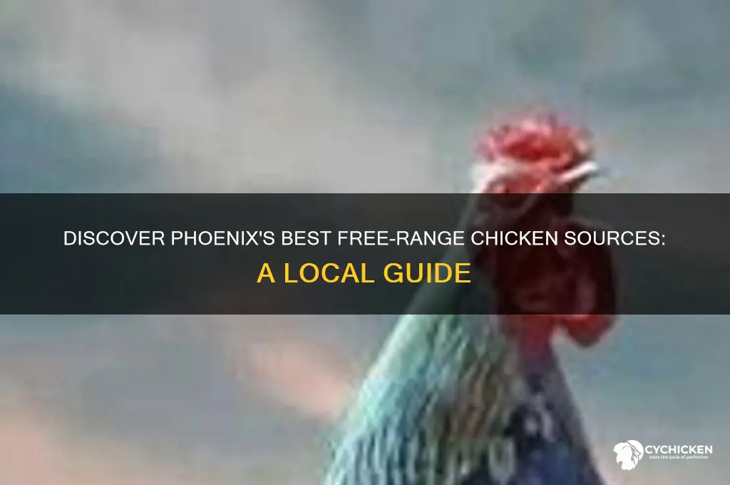 where to buy free range chicken in phoenix az