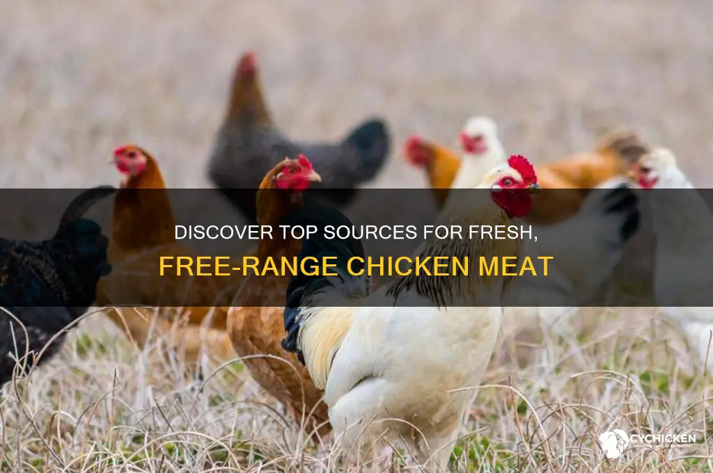 where to buy free range chicken meat
