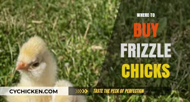 Top Locations to Purchase Healthy Frizzle Chicks for Your Flock