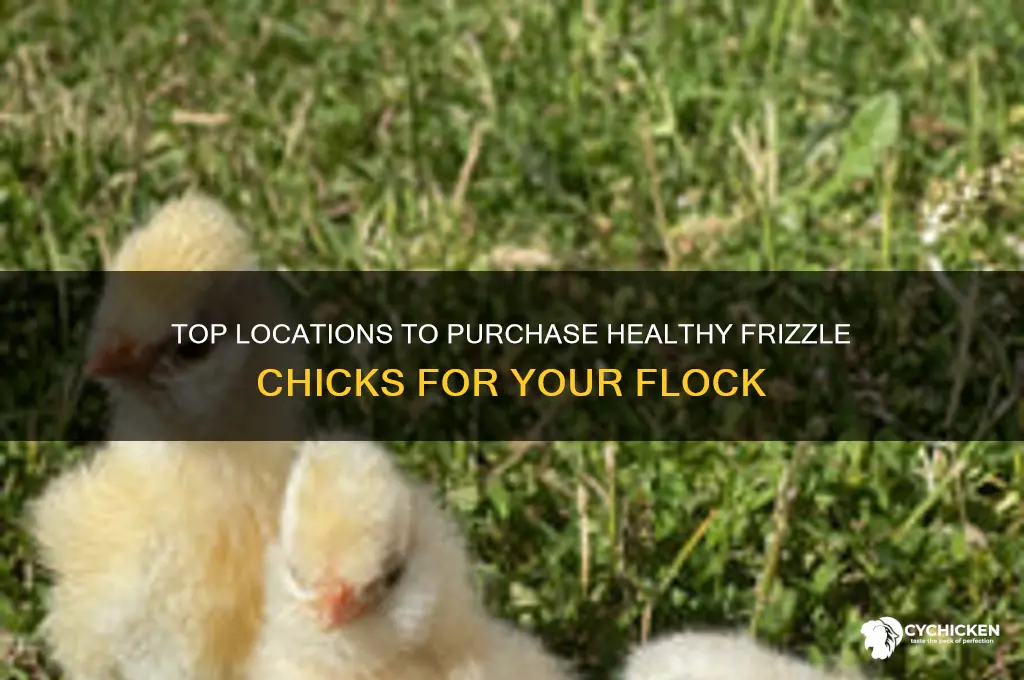 where to buy frizzle chicks