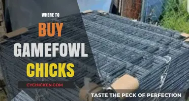 Top Gamefowl Chick Suppliers: Where to Buy Quality Breeds