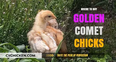 Best Places to Purchase Golden Comet Chicks for Your Flock