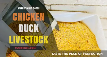 Best Places to Buy Goose, Chicken, Duck, and Livestock Locally & Online