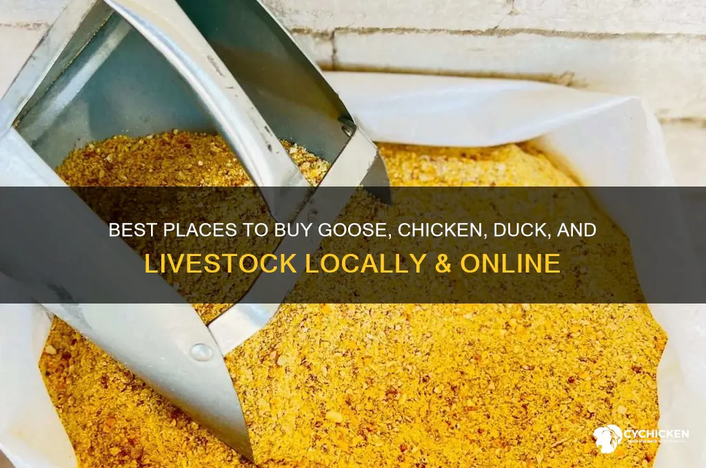 where to buy goose chicken duck livestock