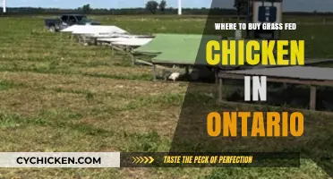 Discover Ontario's Best Sources for Grass-Fed Chicken Near You