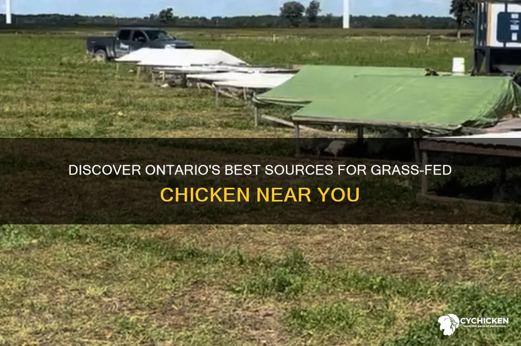 where to buy grass fed chicken in ontario