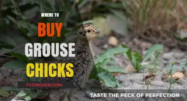 Where to Buy Grouse Chicks: Top Sources and Tips