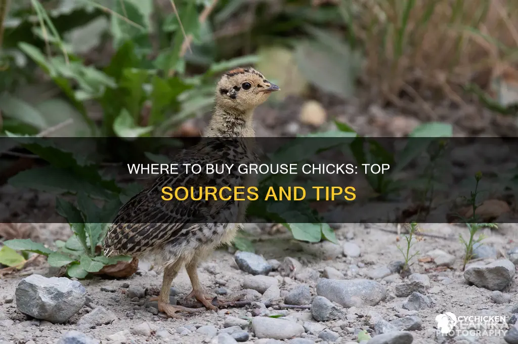 where to buy grouse chicks