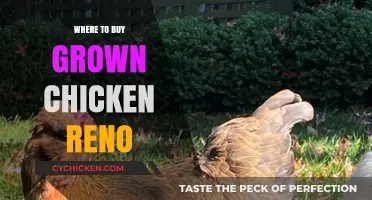 Best Places to Buy Fully Grown Chickens in Reno, Nevada