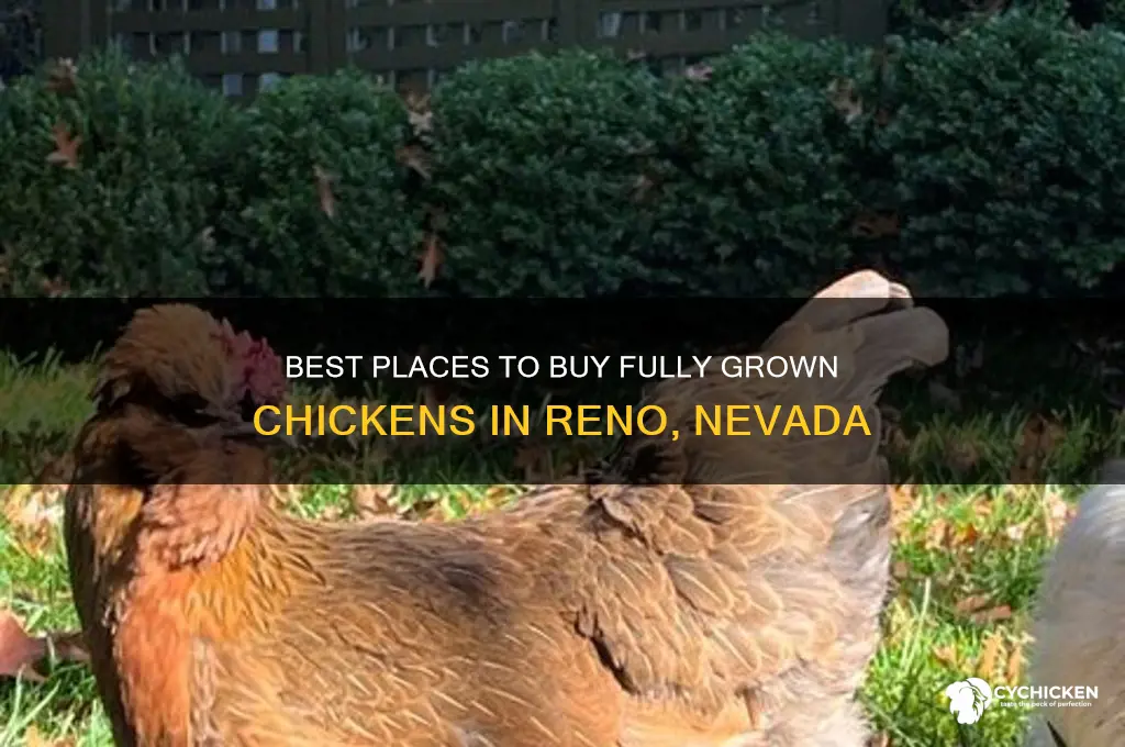where to buy grown chicken reno