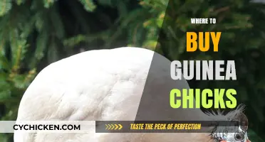 Top Places to Purchase Healthy Guinea Chicks for Your Farm