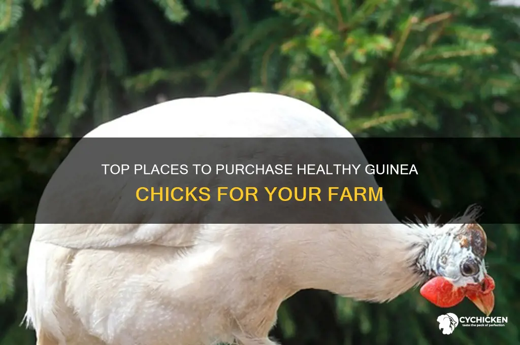 where to buy guinea chicks