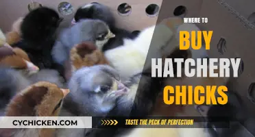 Best Places to Purchase Healthy Hatchery Chicks for Your Flock