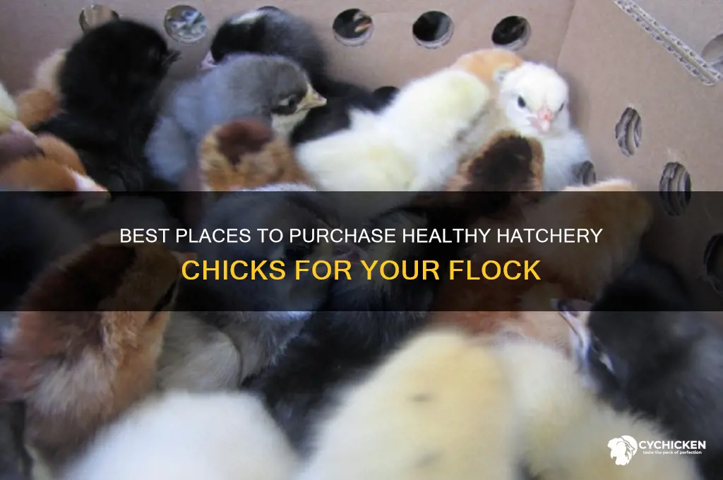 where to buy hatchery chicks
