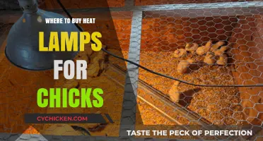 Best Places to Buy Heat Lamps for Raising Healthy Chicks