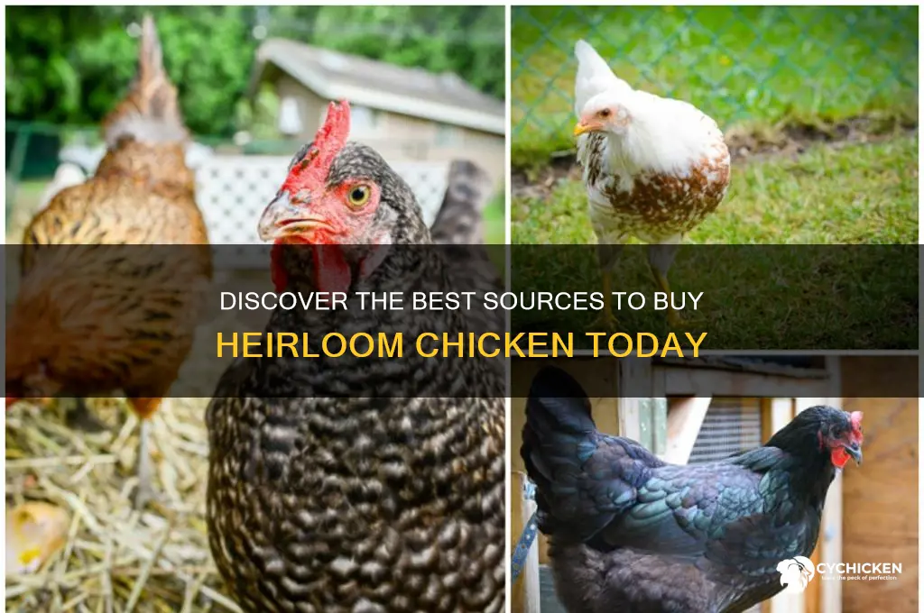 where to buy heirloom chicken