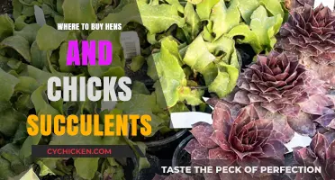 Best Places to Purchase Hens and Chicks Succulents Online & Locally