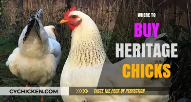 Discover Top Sources for Heritage Chicks: Your Ultimate Buying Guide