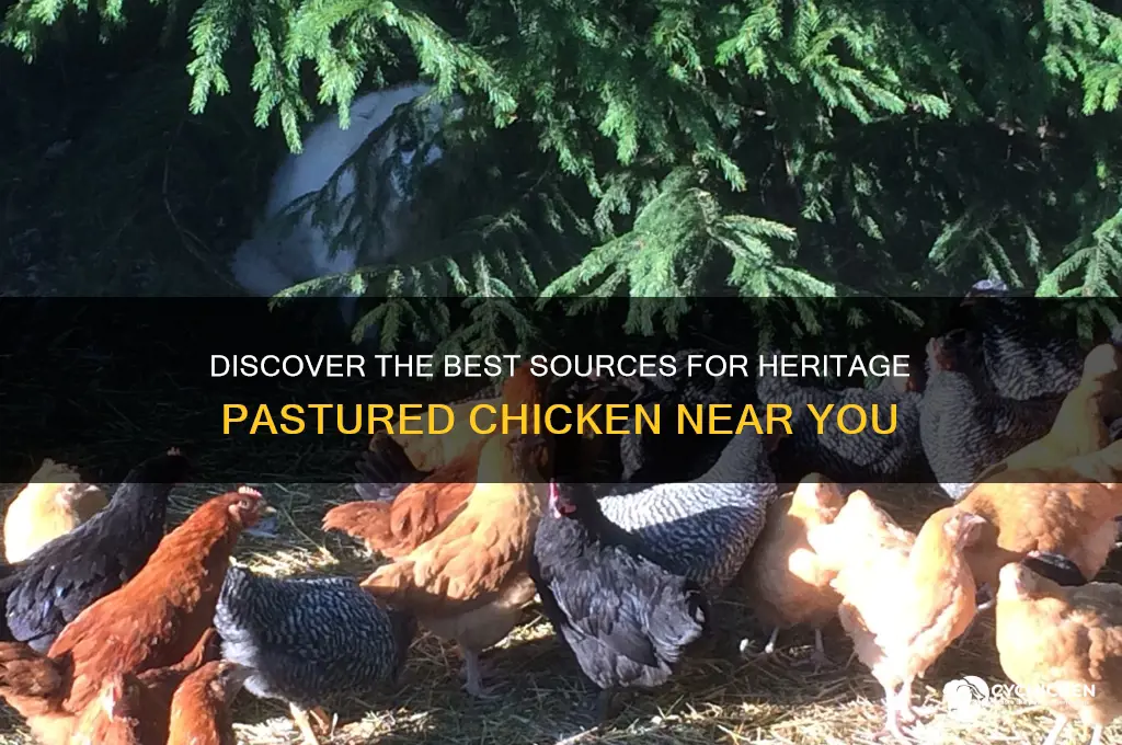 where to buy heritage pastured chicken