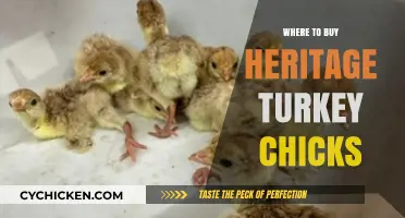 Discover Top Sources for Heritage Turkey Chicks: A Buyer's Guide