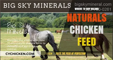 Best Places to Purchase Hiland Naturals Chicken Feed for Healthy Flocks