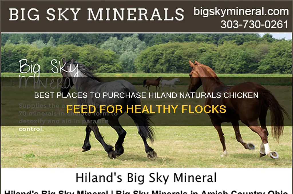 where to buy hiland naturals chicken feed