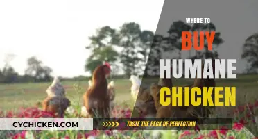 Ethical Eating: Top Sources for Humane Chicken Purchases