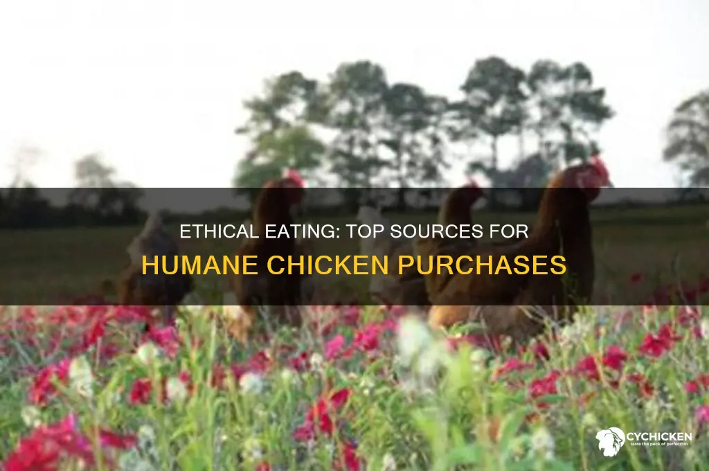 where to buy humane chicken