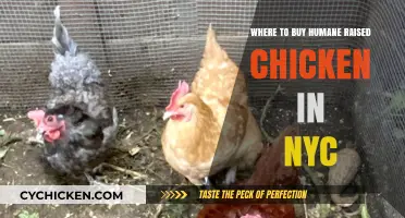Find Humane-Raised Chicken in NYC: Top Local Sources