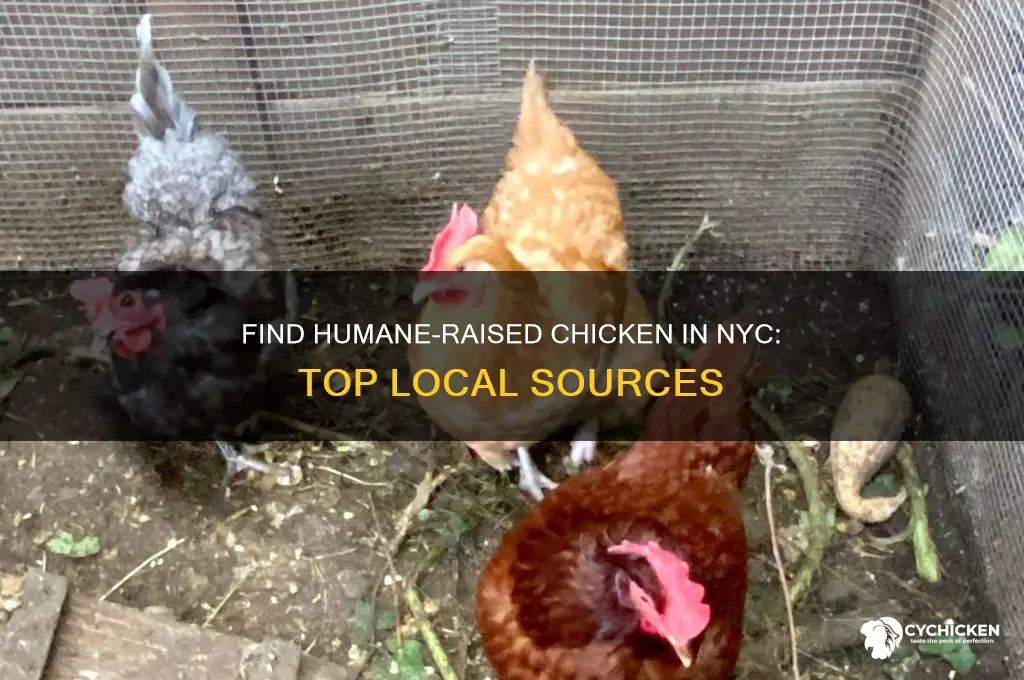 where to buy humane raised chicken in nyc