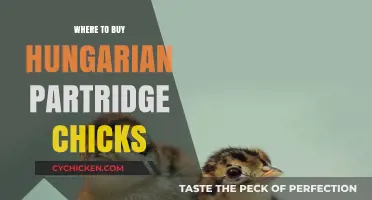 Best Sources for Buying Hungarian Partridge Chicks Online & Locally