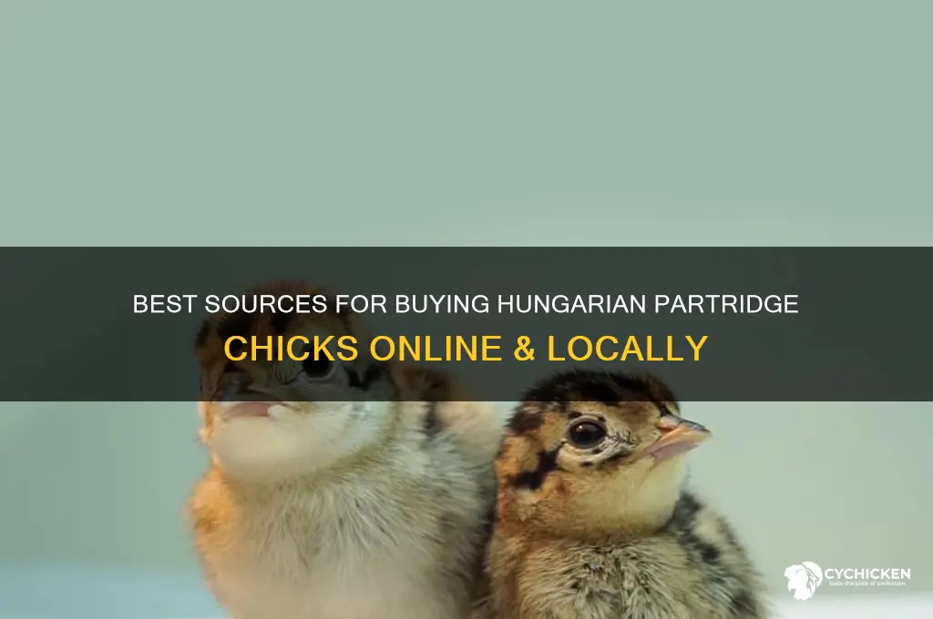 where to buy hungarian partridge chicks